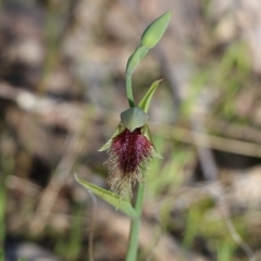 Calochilus robertsonii (Beard Orchid) at Beechworth, VIC - 16 Oct 2021 by KylieWaldon