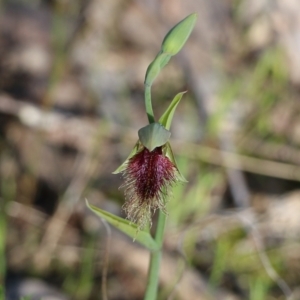 Calochilus robertsonii at Beechworth, VIC - 17 Oct 2021