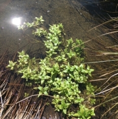 Veronica anagallis-aquatica (Blue Water Speedwell) at Mount Clear, ACT - 17 Oct 2021 by NedJohnston