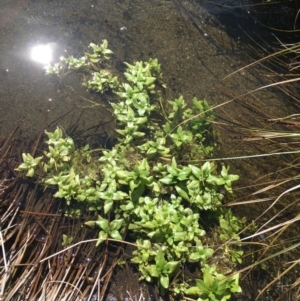 Veronica anagallis-aquatica at Mount Clear, ACT - 17 Oct 2021