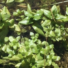 Veronica anagallis-aquatica at Mount Clear, ACT - 17 Oct 2021