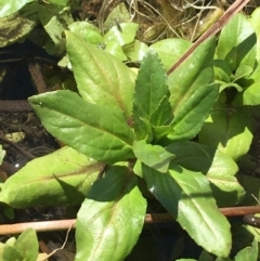 Veronica anagallis-aquatica at Mount Clear, ACT - 17 Oct 2021