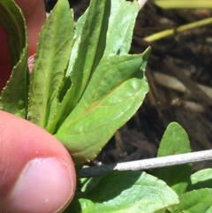 Veronica anagallis-aquatica at Mount Clear, ACT - 17 Oct 2021