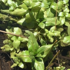 Veronica anagallis-aquatica at Mount Clear, ACT - 17 Oct 2021