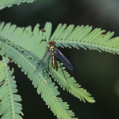 Unidentified Long-legged Fly (Dolichopodidae) at Beechworth, VIC - 16 Oct 2021 by KylieWaldon