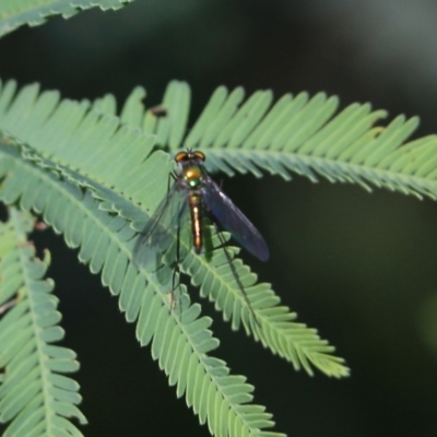 Dolichopodidae (family) at Beechworth, VIC - 16 Oct 2021 by KylieWaldon