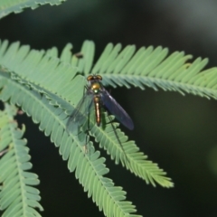 Unidentified Long-legged Fly (Dolichopodidae) (TBC) at Beechworth, VIC - 16 Oct 2021 by KylieWaldon