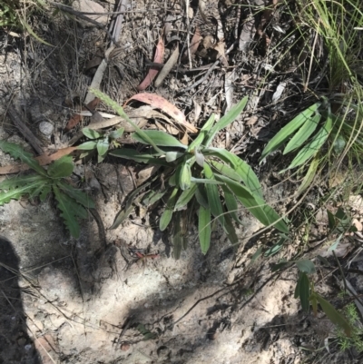 Plantago varia (Native Plaintain) at Paddys River, ACT - 9 Oct 2021 by Tapirlord