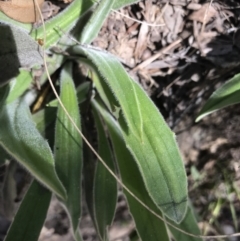 Plantago varia at Paddys River, ACT - 9 Oct 2021