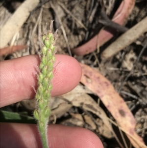 Plantago varia at Paddys River, ACT - 9 Oct 2021 01:08 PM