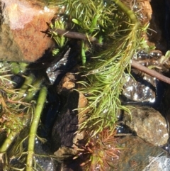 Myriophyllum sp. (Water-milfoil) at Mount Clear, ACT - 17 Oct 2021 by NedJohnston