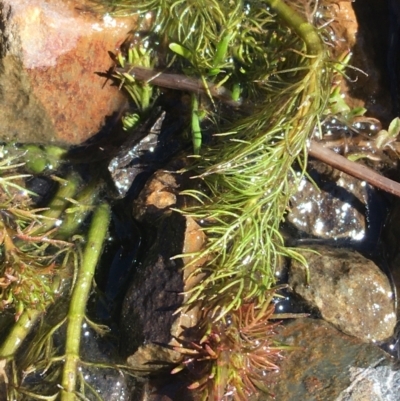 Myriophyllum sp. (Water-milfoil) at Namadgi National Park - 17 Oct 2021 by Ned_Johnston