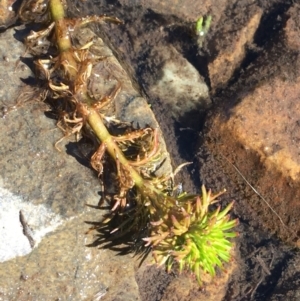 Myriophyllum sp. at Mount Clear, ACT - 17 Oct 2021