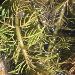 Myriophyllum sp. at Mount Clear, ACT - 17 Oct 2021