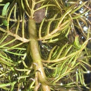 Myriophyllum sp. at Mount Clear, ACT - 17 Oct 2021