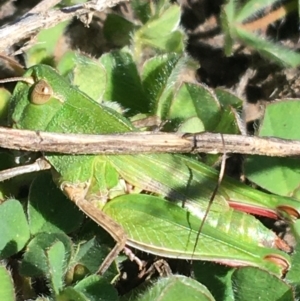 Perala viridis at Mount Clear, ACT - 17 Oct 2021