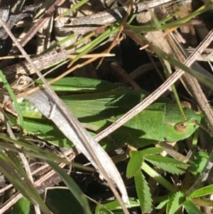 Perala viridis at Mount Clear, ACT - 17 Oct 2021