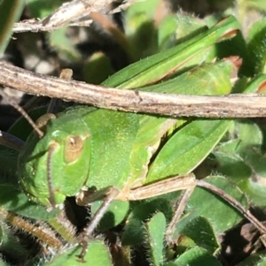 Perala viridis at Mount Clear, ACT - 17 Oct 2021