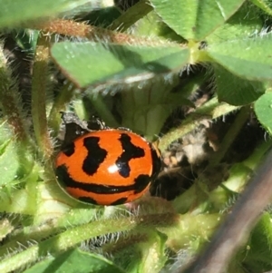 Coccinella transversalis at Mount Clear, ACT - 17 Oct 2021