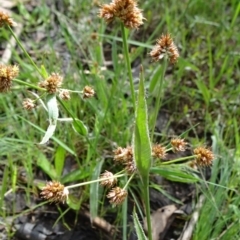 Luzula densiflora (Dense Wood-rush) at Bruce Ridge to Gossan Hill - 15 Oct 2021 by JanetRussell