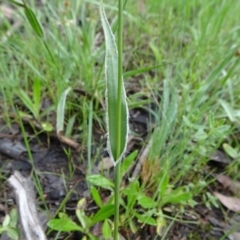 Luzula densiflora at Bruce, ACT - 16 Oct 2021 08:52 AM