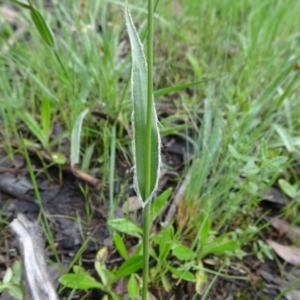 Luzula densiflora at Bruce, ACT - 16 Oct 2021