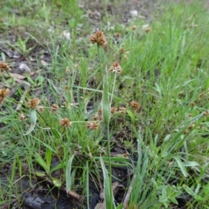 Luzula densiflora at Bruce, ACT - 16 Oct 2021 08:52 AM