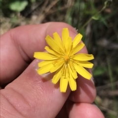 Crepis capillaris (Smooth Hawksbeard) at Paddys River, ACT - 9 Oct 2021 by Tapirlord