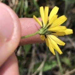 Crepis capillaris at Paddys River, ACT - 9 Oct 2021