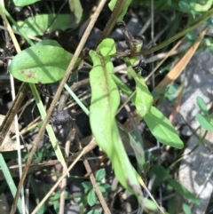 Crepis capillaris at Paddys River, ACT - 9 Oct 2021