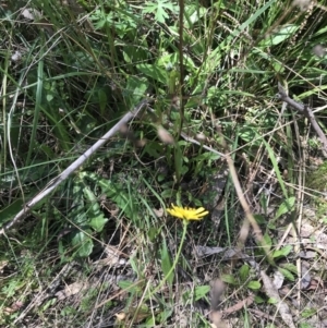 Crepis capillaris at Paddys River, ACT - 9 Oct 2021