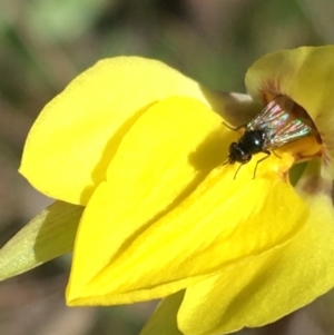 Diuris subalpina at Mount Clear, ACT - suppressed