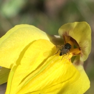 Diuris subalpina at Mount Clear, ACT - suppressed