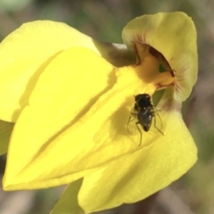 Diuris subalpina at Mount Clear, ACT - suppressed