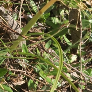 Diuris subalpina at Mount Clear, ACT - 17 Oct 2021