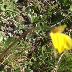 Diuris subalpina at Mount Clear, ACT - suppressed