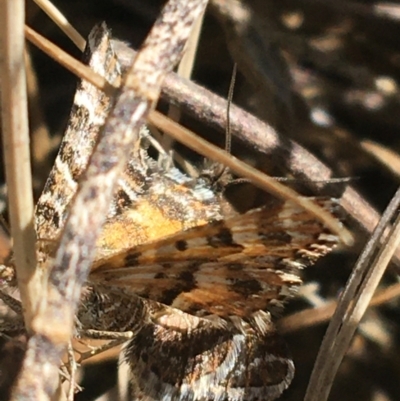 Unidentified Geometer moth (Geometridae) at Mount Clear, ACT - 17 Oct 2021 by Ned_Johnston