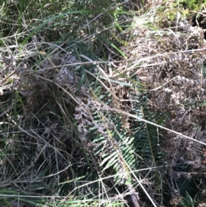 Blechnum nudum at Paddys River, ACT - 9 Oct 2021