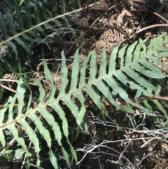 Blechnum nudum at Paddys River, ACT - 9 Oct 2021