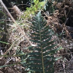 Blechnum nudum at Paddys River, ACT - 9 Oct 2021