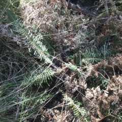 Blechnum nudum at Paddys River, ACT - 9 Oct 2021