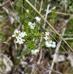 Asperula conferta (Common Woodruff) at Goorooyarroo NR (ACT) - 17 Oct 2021 by byomonkey