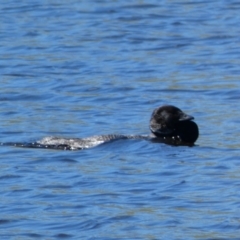 Biziura lobata (Musk Duck) at Woodhouselee, NSW - 17 Oct 2021 by Steve_Bok