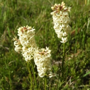 Stackhousia monogyna at Kambah, ACT - 16 Oct 2021 10:26 AM