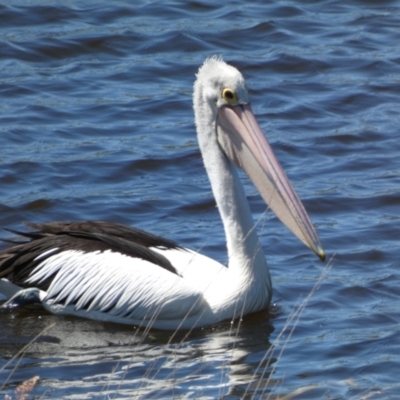 Pelecanus conspicillatus (Australian Pelican) at Pejar, NSW - 17 Oct 2021 by SteveBorkowskis
