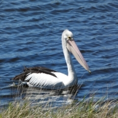 Pelecanus conspicillatus at Pejar, NSW - 17 Oct 2021