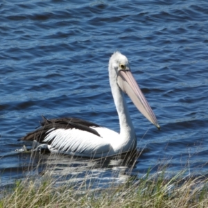 Pelecanus conspicillatus at Pejar, NSW - 17 Oct 2021 02:02 PM