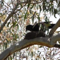 Corcorax melanorhamphos (White-winged Chough) at Mount Taylor - 15 Oct 2021 by MatthewFrawley