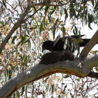 Corcorax melanorhamphos (White-winged Chough) at Kambah, ACT - 15 Oct 2021 by MatthewFrawley