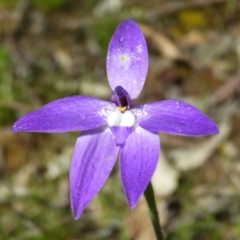 Glossodia major (Wax Lip Orchid) at Kambah, ACT - 15 Oct 2021 by MatthewFrawley